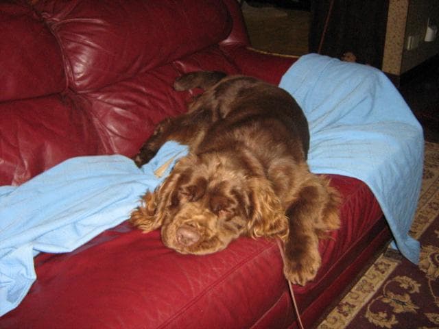 Sussex Spaniel