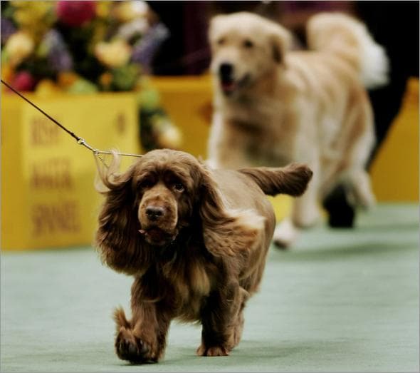 Sussex Spaniel