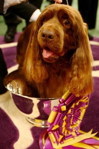 Sussex Spaniel