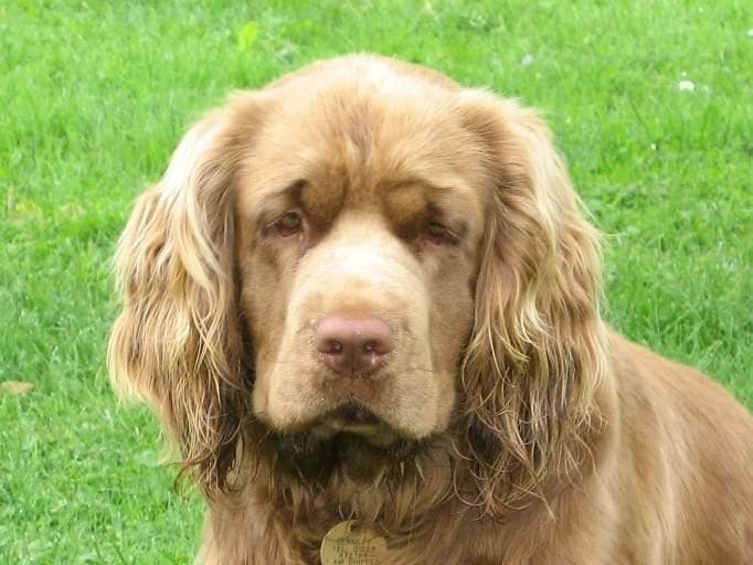 Sussex Spaniel