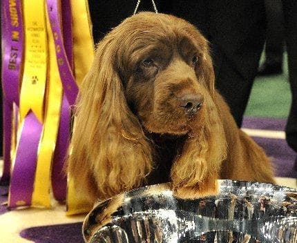 Sussex Spaniel