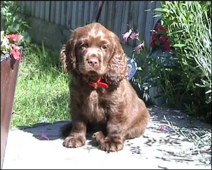 Sussex Spaniel