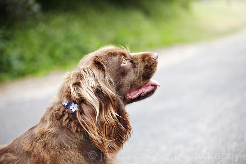 Sussex Spaniel