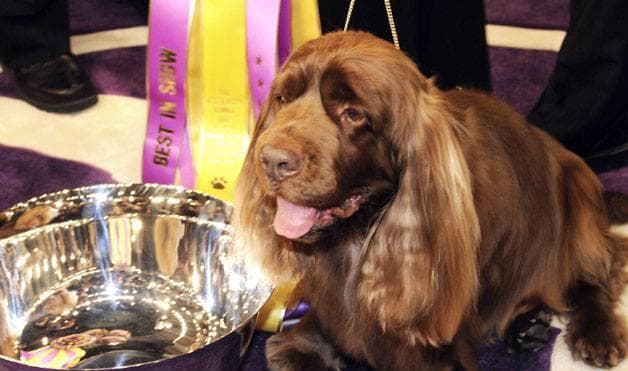 Sussex Spaniel