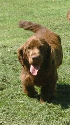 Sussex Spaniel