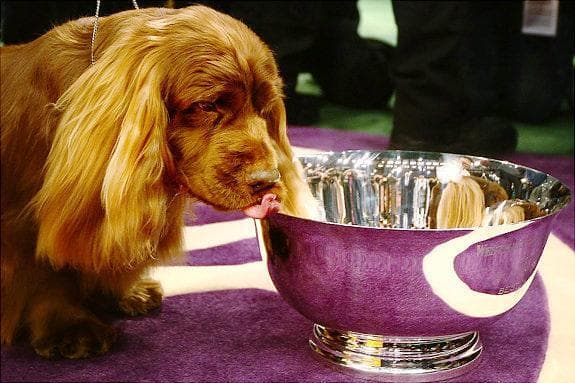 Sussex Spaniel