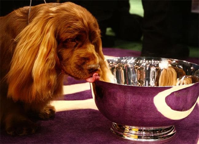 Sussex Spaniel
