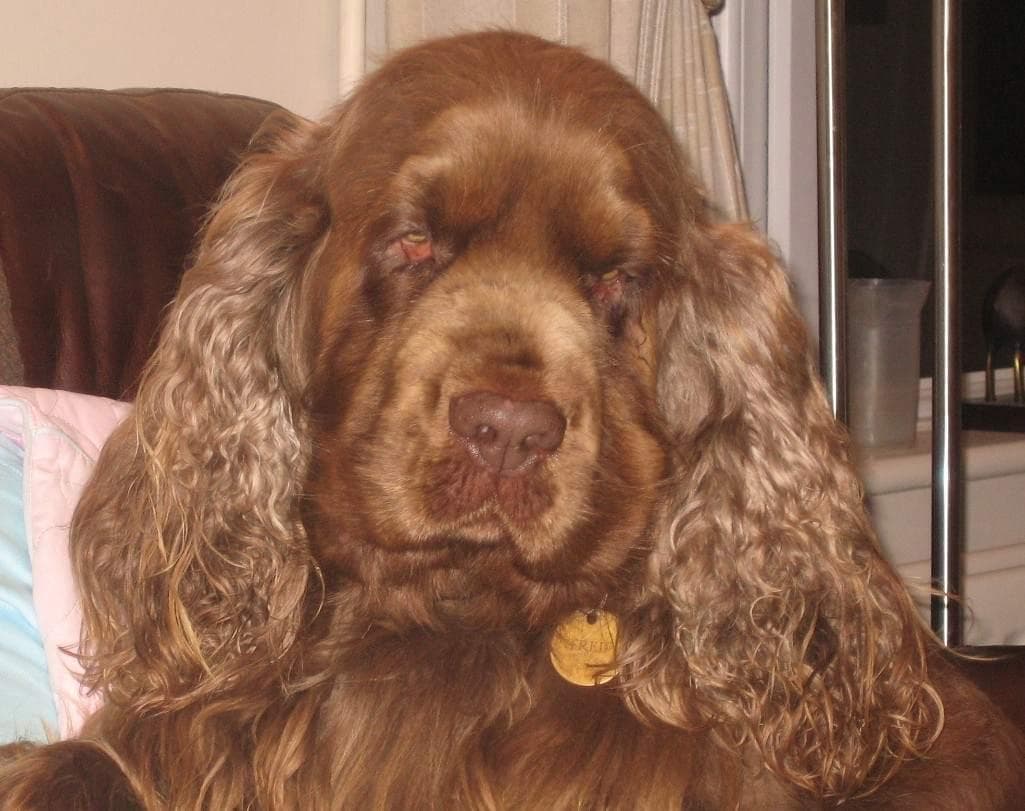 Sussex Spaniel