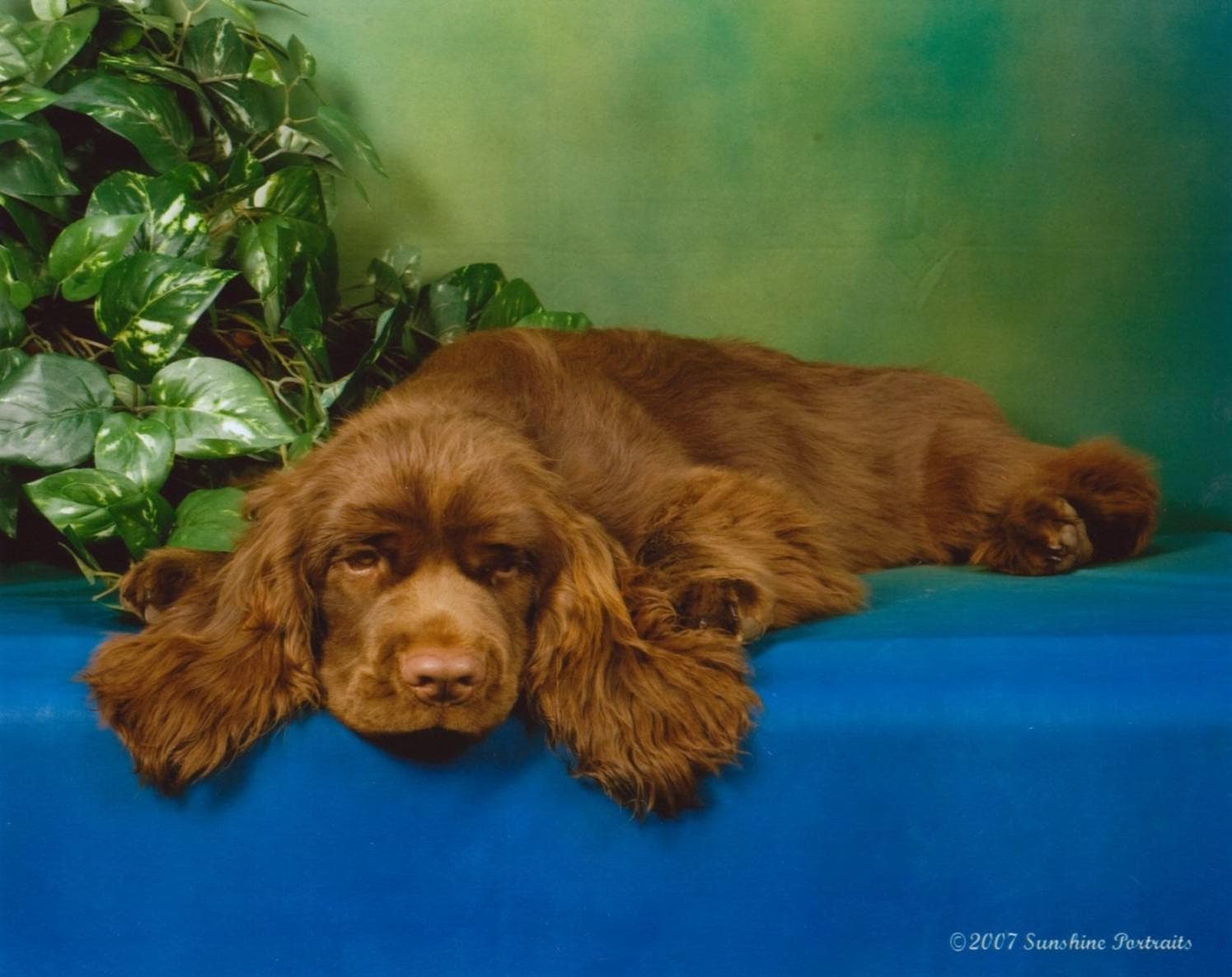 Sussex Spaniel