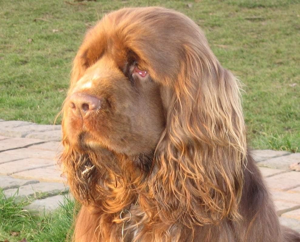 Sussex Spaniel