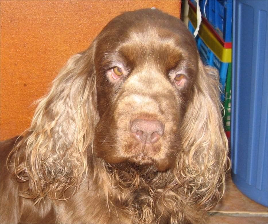 Sussex Spaniel
