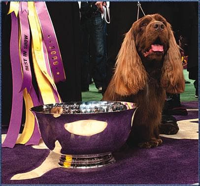Sussex Spaniel