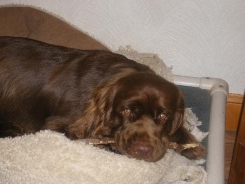 Sussex Spaniel