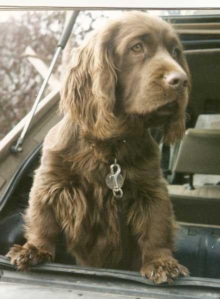 spaniel