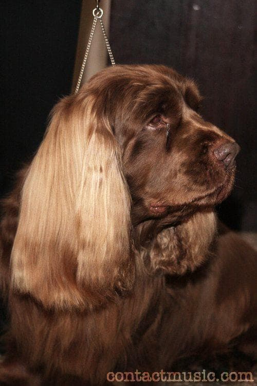 Sussex Spaniel