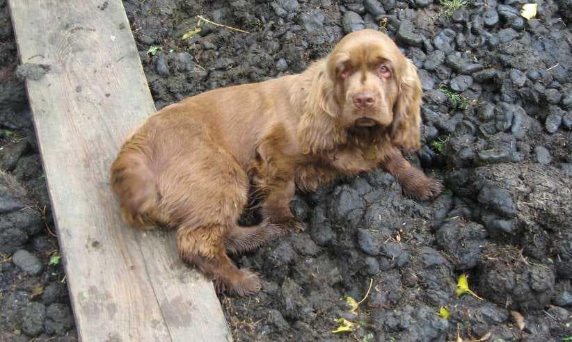 Sussex Spaniel