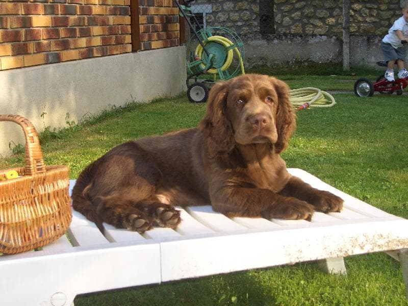 Sussex Spaniel