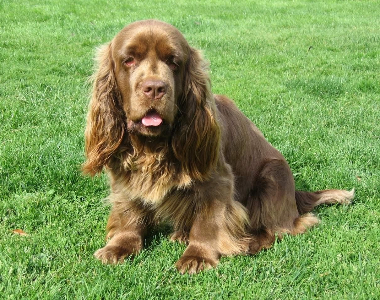 Sussex Spaniel