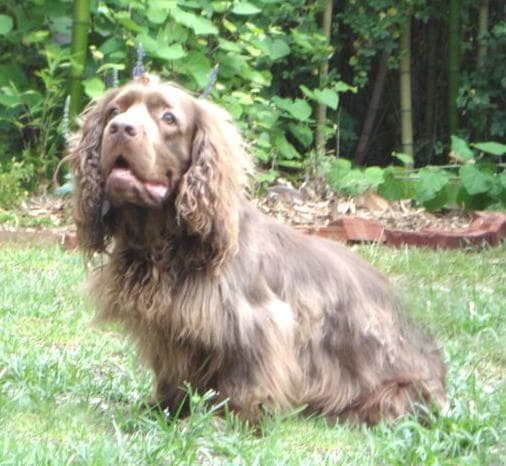 Sussex Spaniel