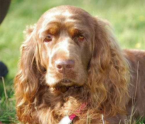 Sussex Spaniel