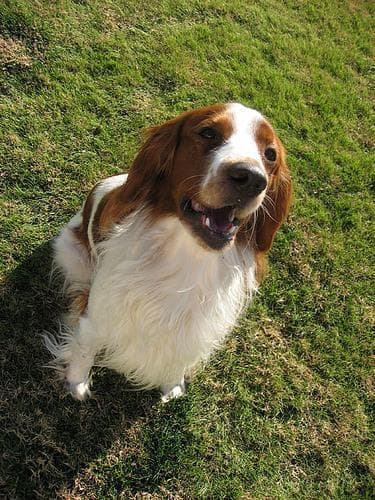 Welsh Spaniel