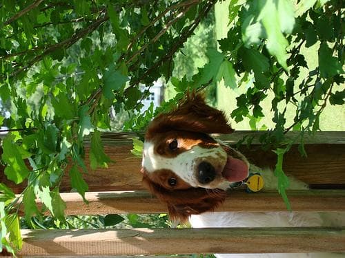 Welsh Spaniel