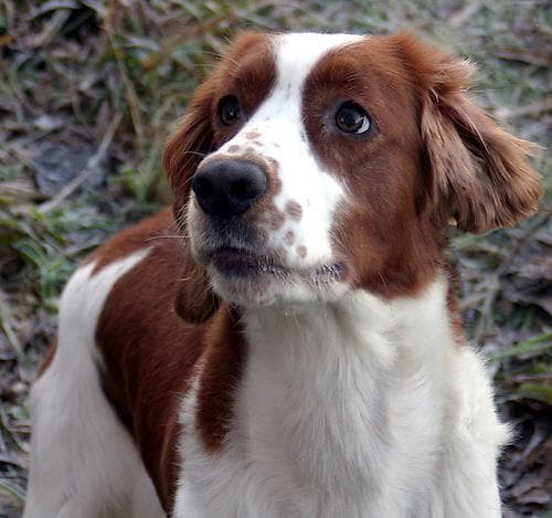 Welsh Spaniel