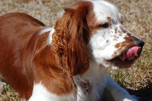 Welsh Spaniel