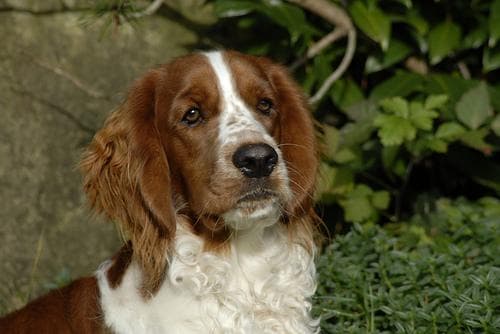 spaniel