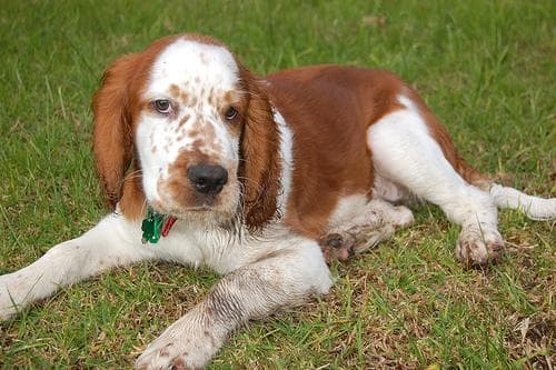 Welsh Spaniel