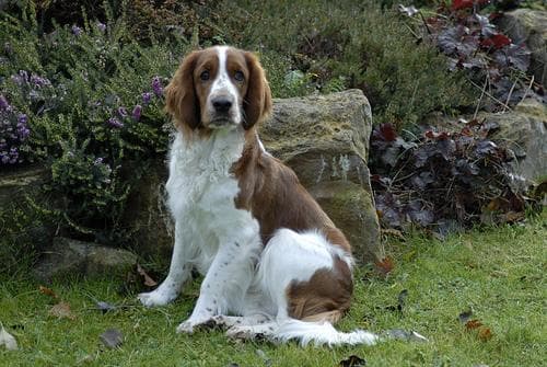 Welsh Spaniel