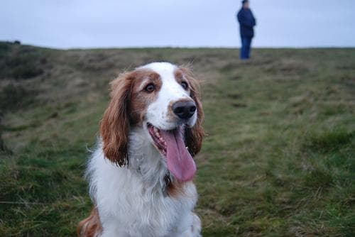 Welsh Spaniel