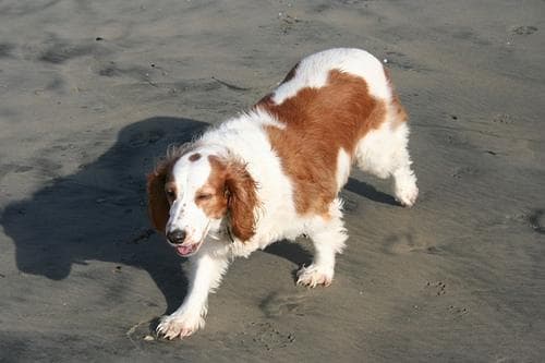 Welsh Spaniel