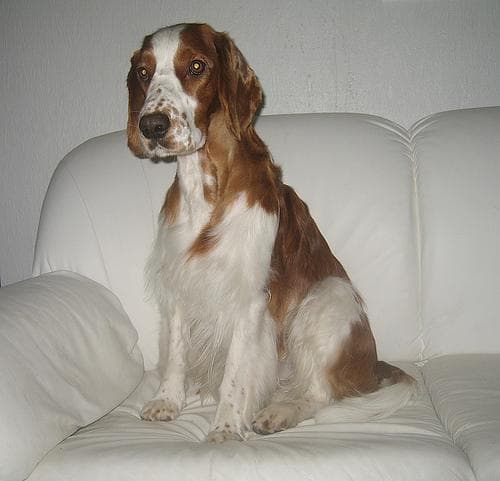 Welsh Spaniel