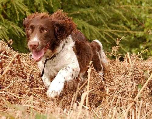 Welsh Spaniel
