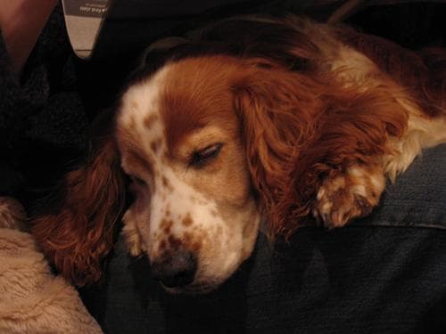 Welsh Spaniel