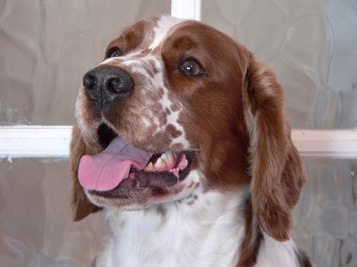 Welsh Spaniel