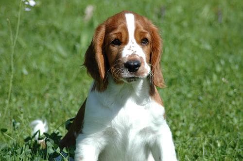 Welsh Spaniel