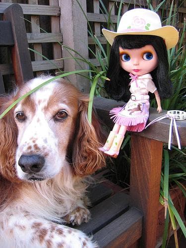 Welsh Spaniel
