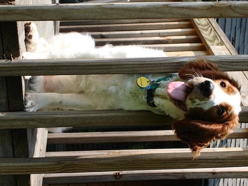 Welsh Spaniel