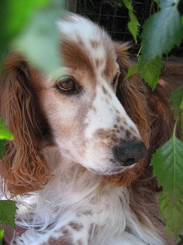 spaniel