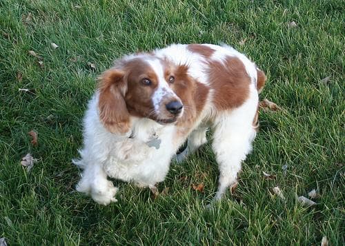 Welsh Spaniel