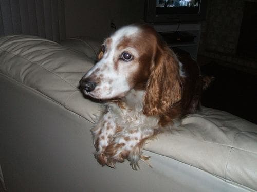 Welsh Spaniel