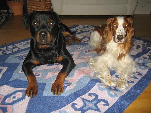 Welsh Spaniel