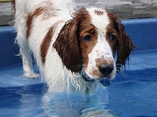 Welsh Spaniel