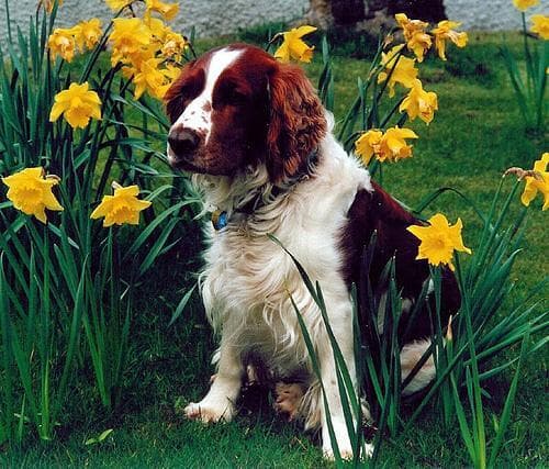 Welsh Spaniel
