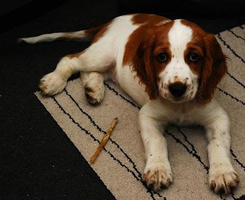 Welsh Spaniel
