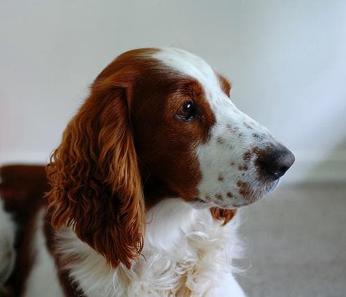 Welsh Spaniel