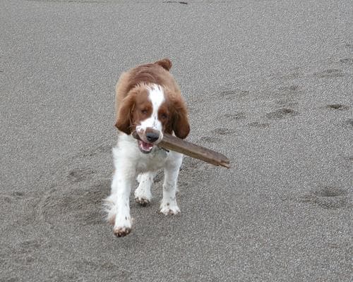 Welsh Spaniel