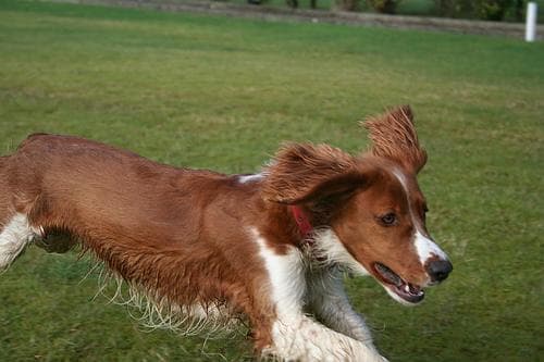 Welsh Spaniel